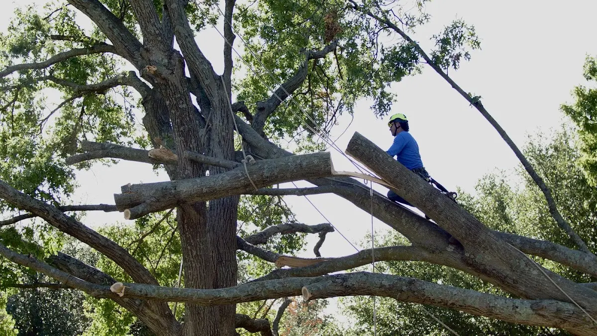 Professional Crown Thinning performed by certified arborists in Home