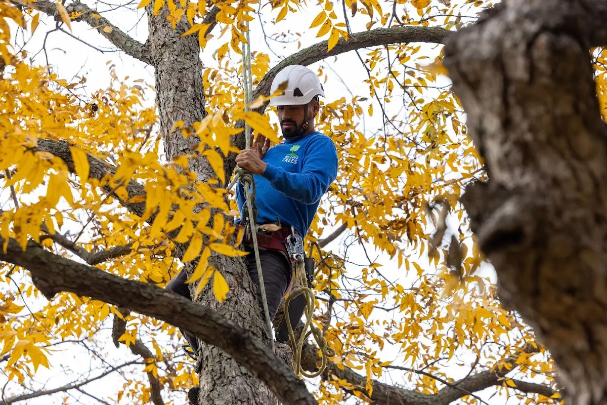 Skilled Tree Trimming crew working in Home
